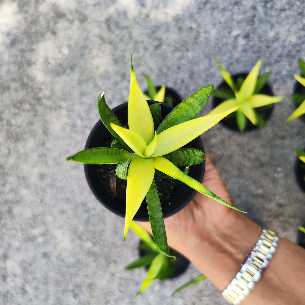 Sansevieria Chanin Crown
