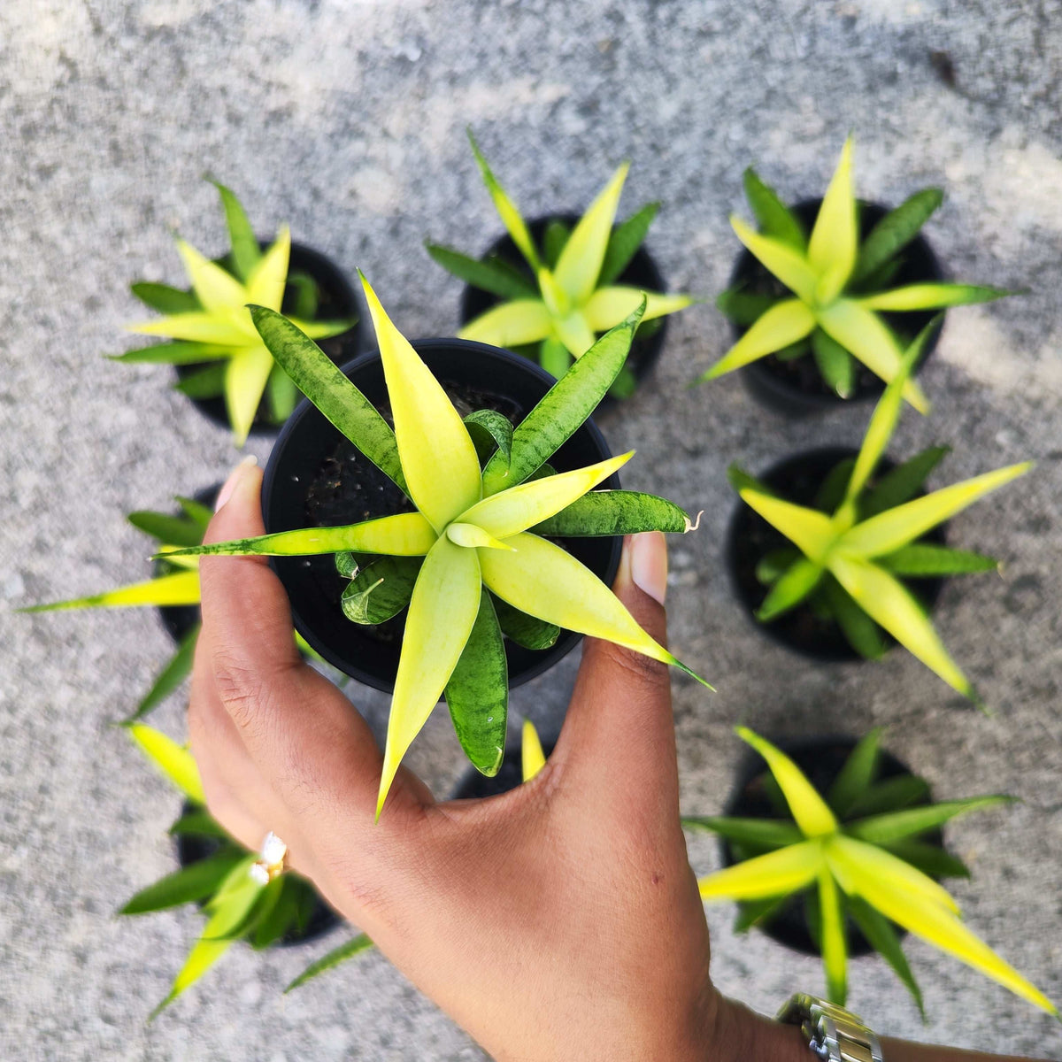 Sansevieria Chanin Crown