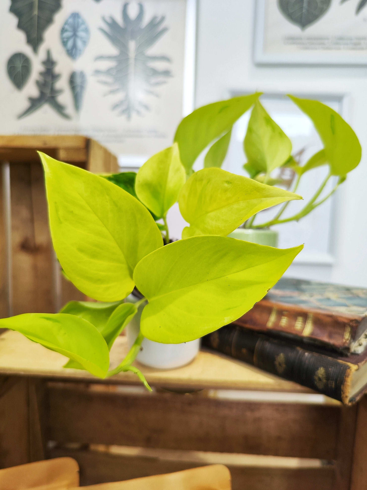 Epipremnum teruno ‘Champs-Élysées’