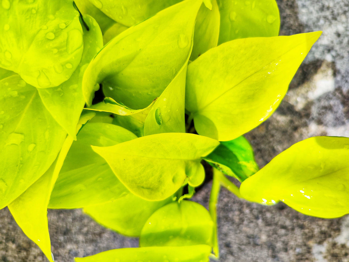 Epipremnum teruno ‘Champs-Élysées’