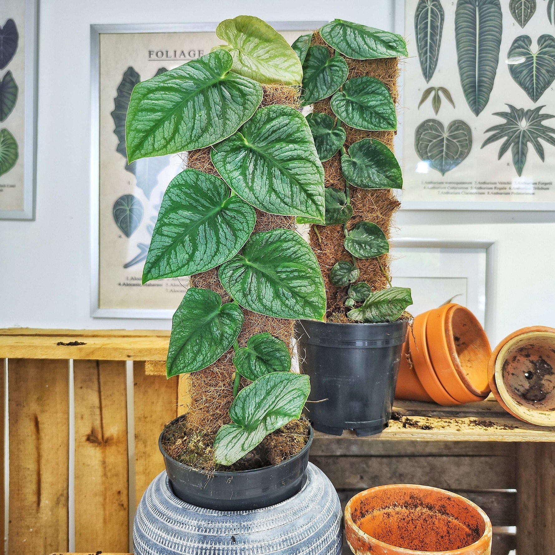 philodendron monstera dubia Monstera Dubia – Monjungle