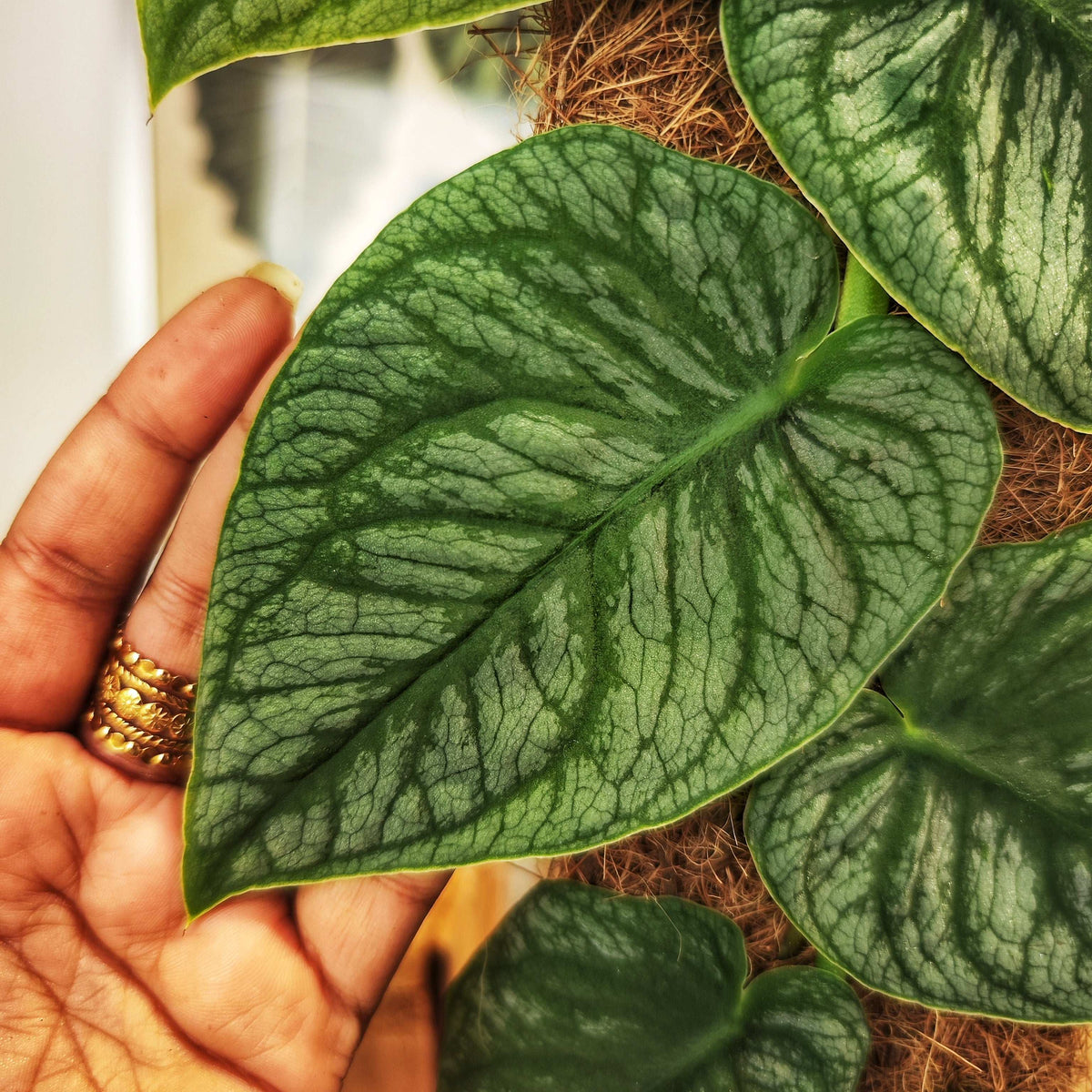 Monstera Dubia