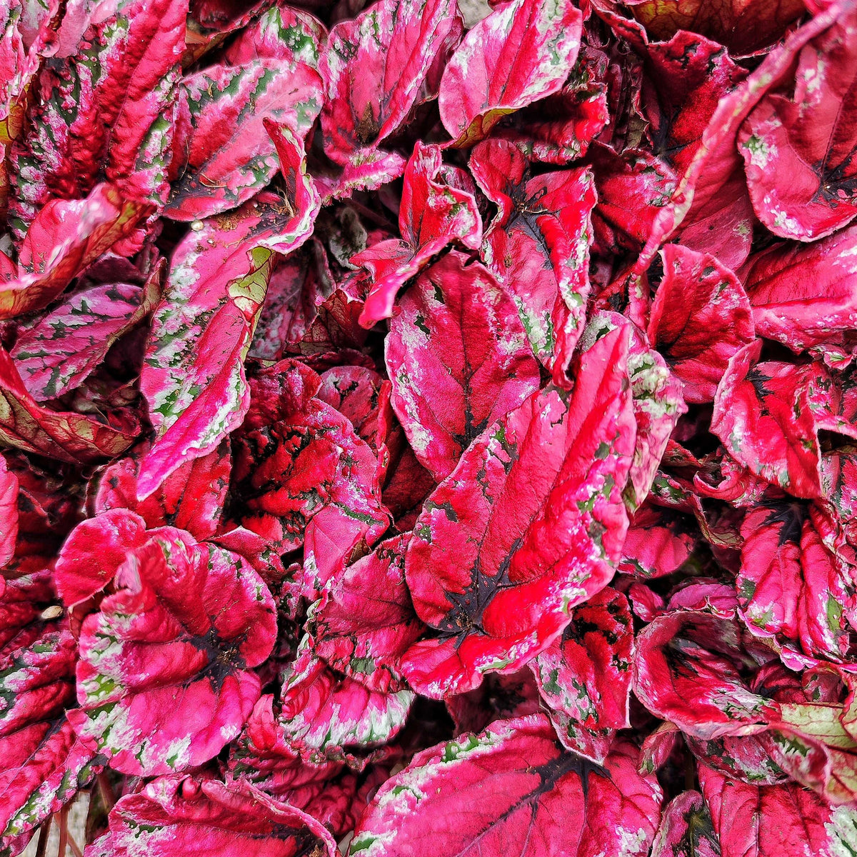 Begonia rex ‘Maui Sunset’