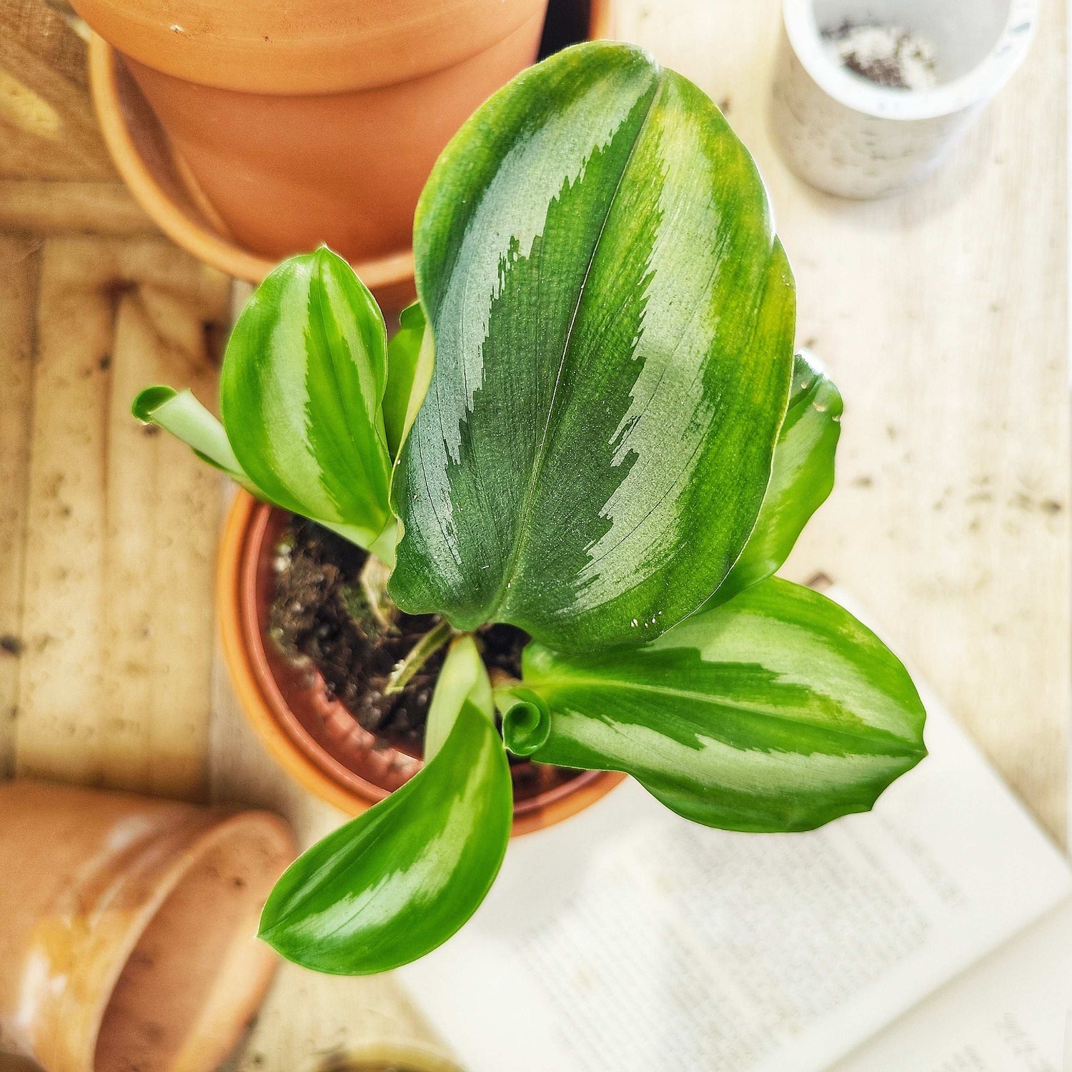 Alocasia Scaphochlamys Scintillans 'Ooi'