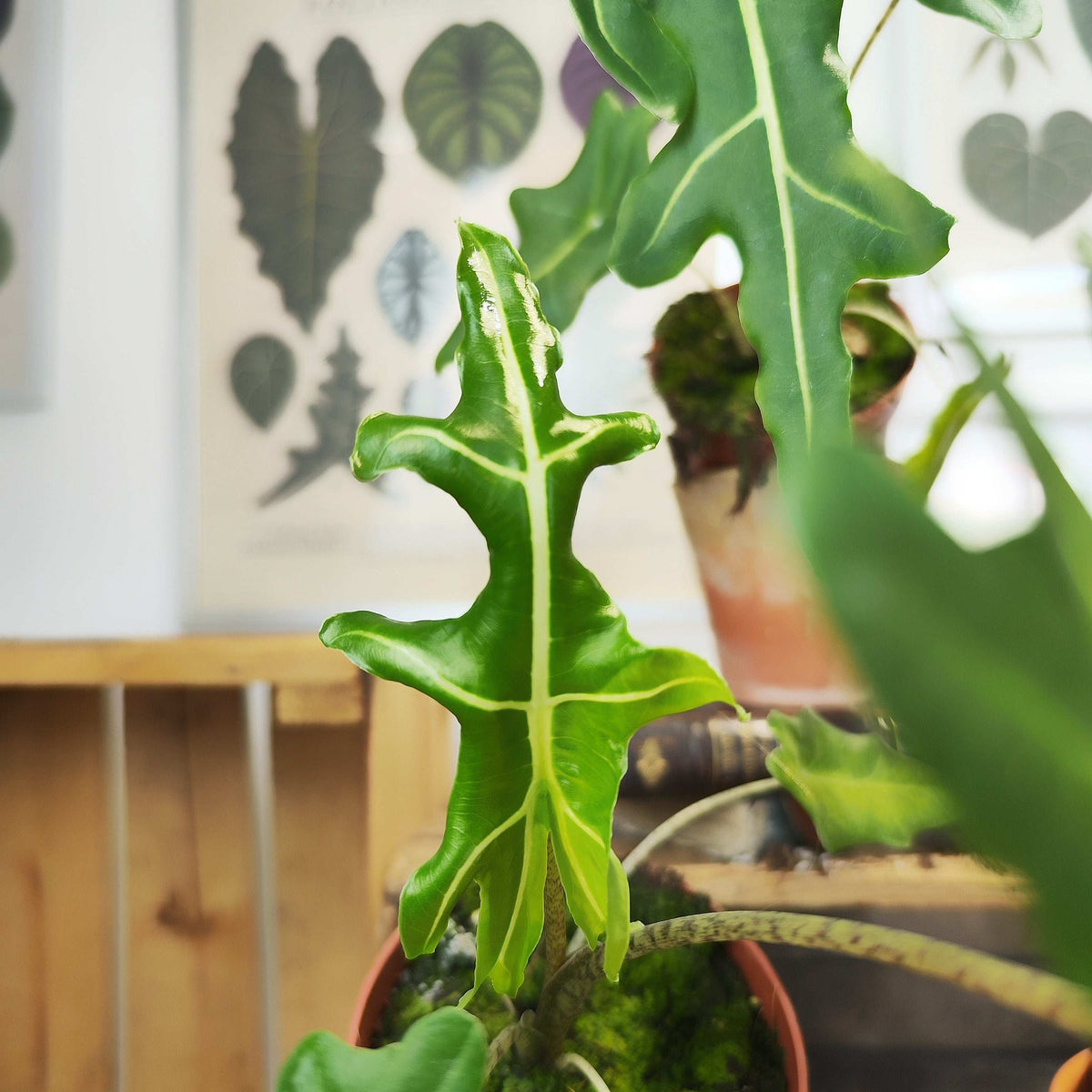 Alocasia Portei