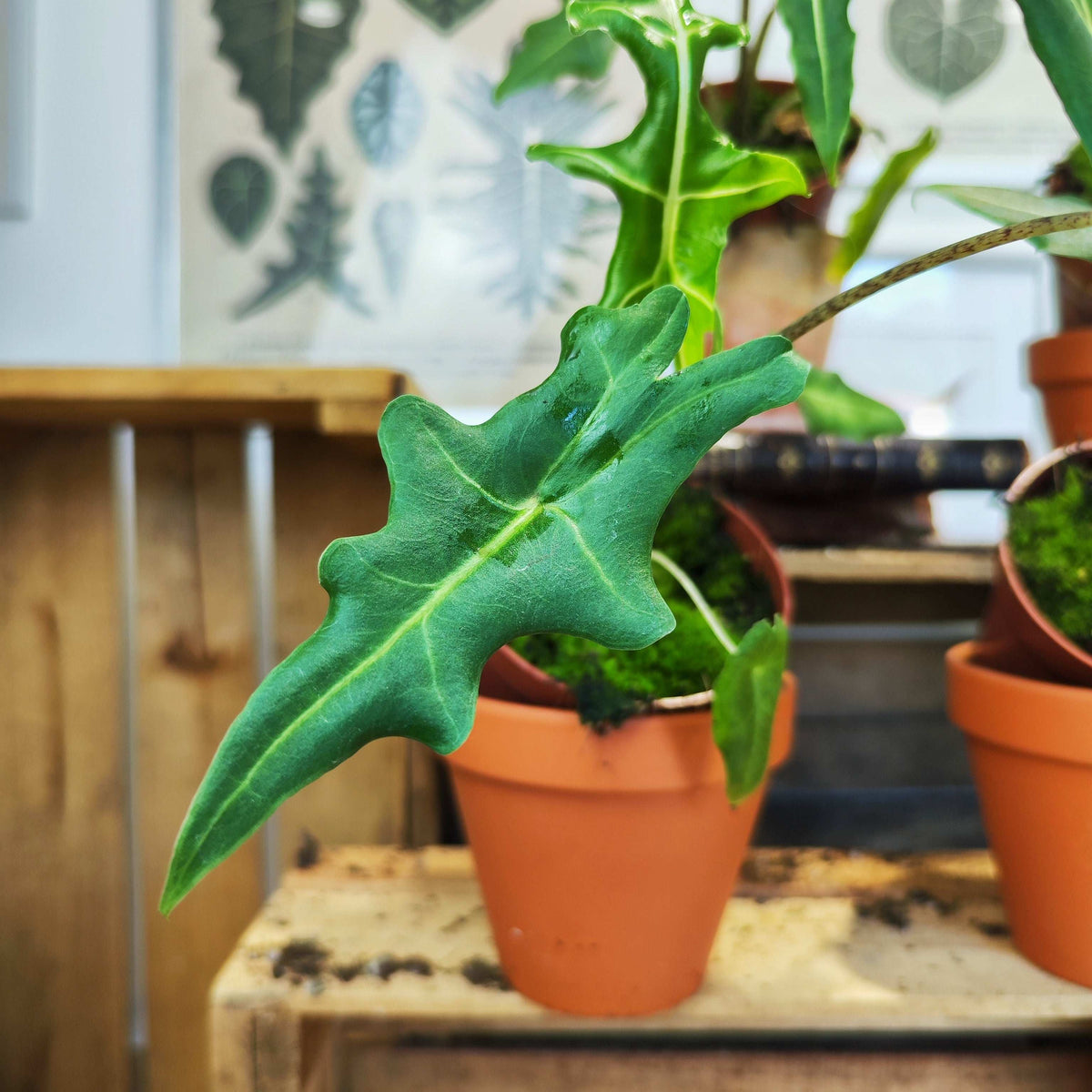 Alocasia Portei
