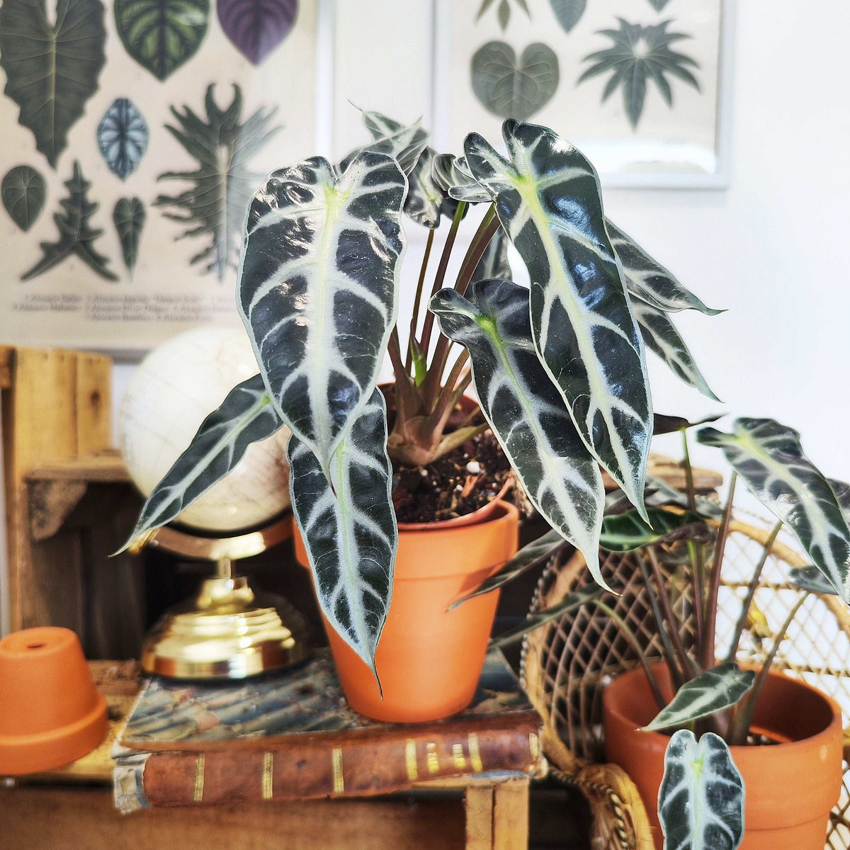 Alocasia Bambino Arrow