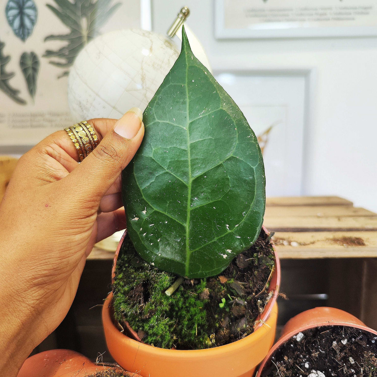 Hoya Verticillata Lampung