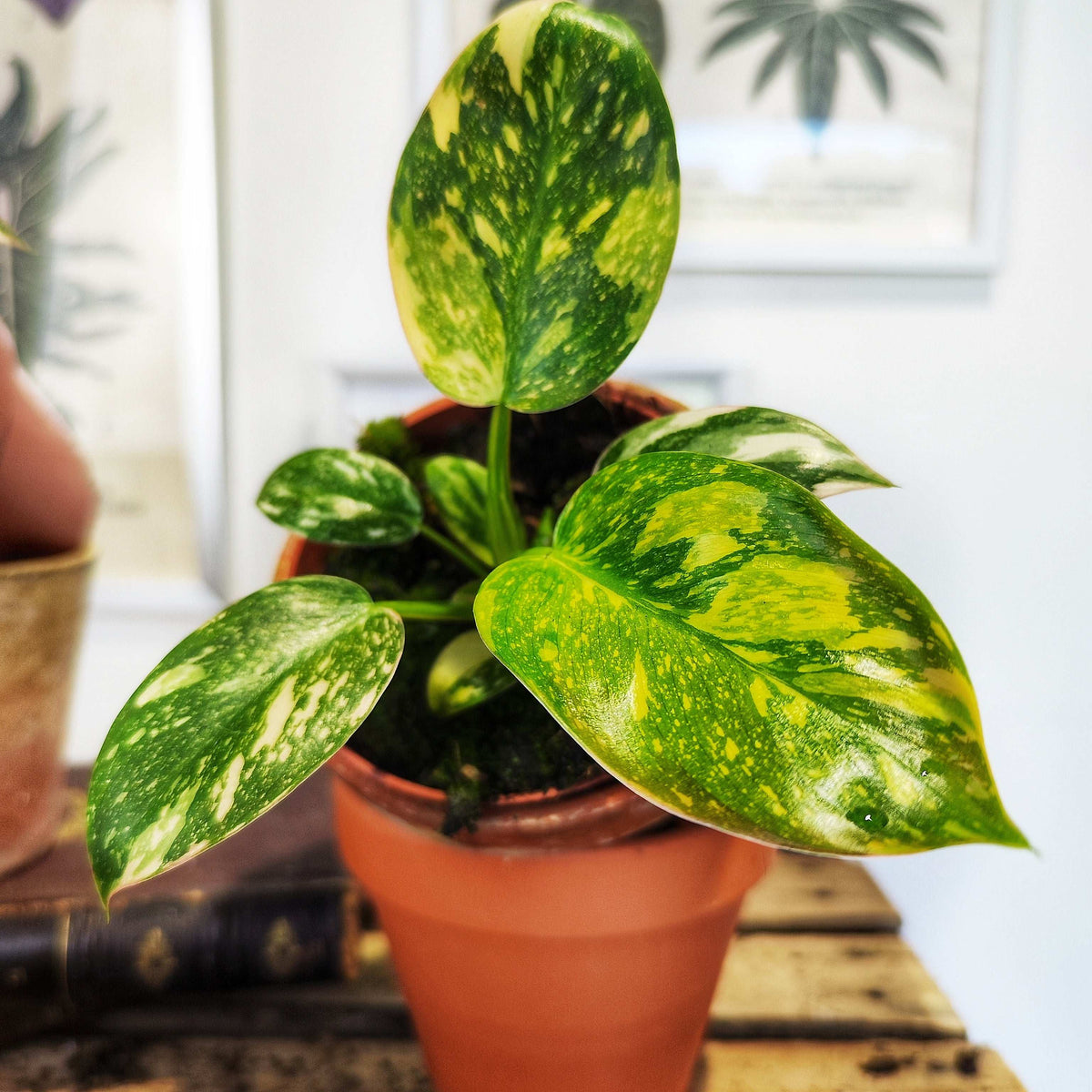 Philodendron Green Congo Hybrid