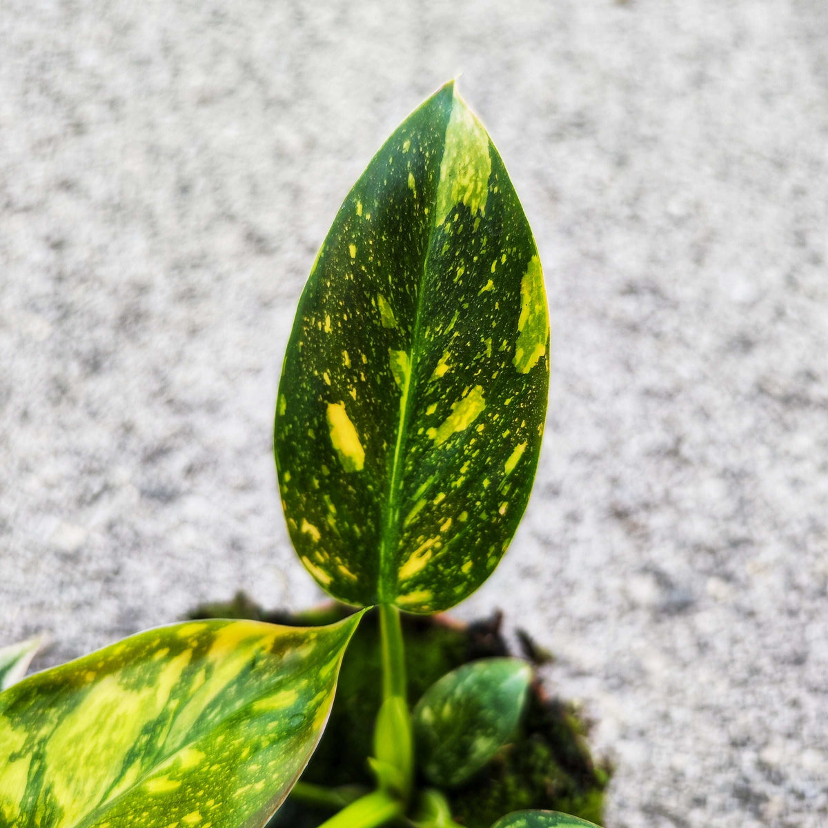 Philodendron Green Congo Hybrid