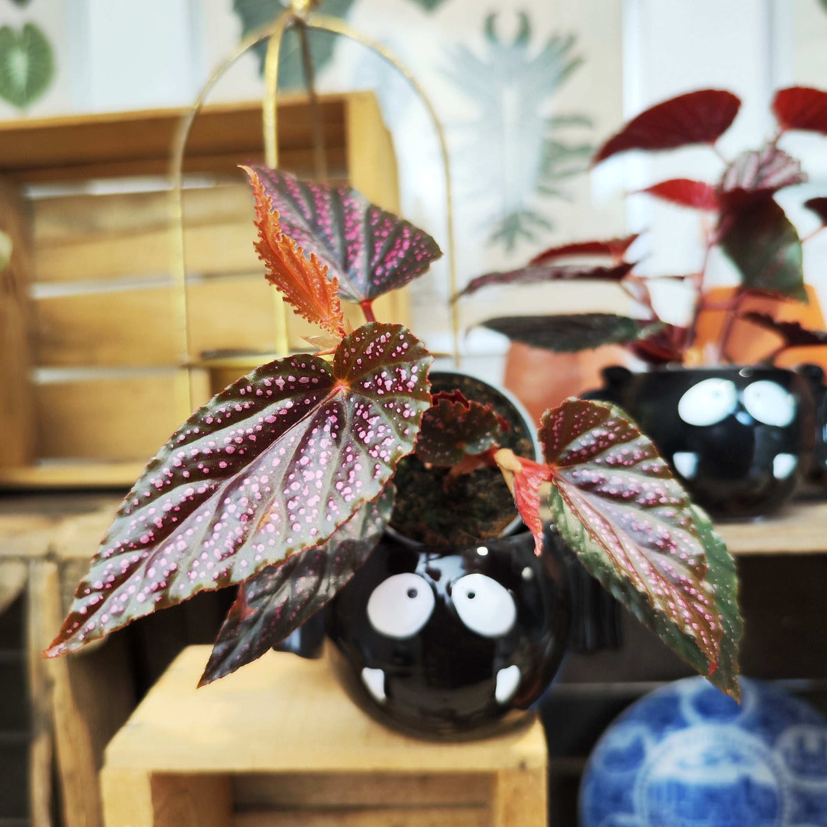 Begonia maculata wightii