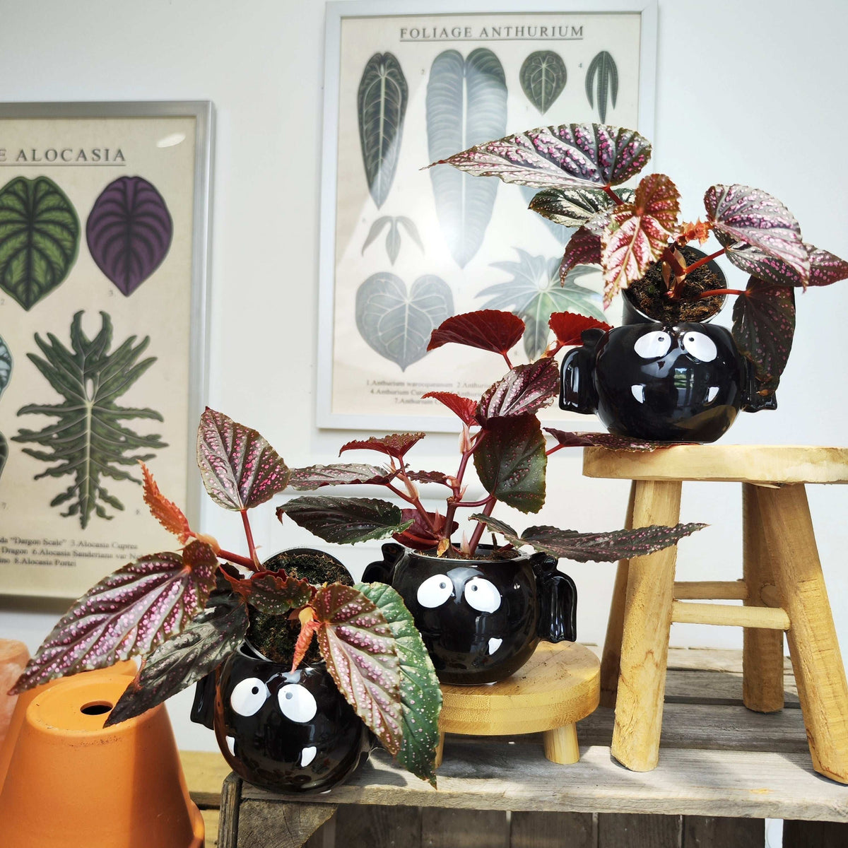Begonia maculata wightii