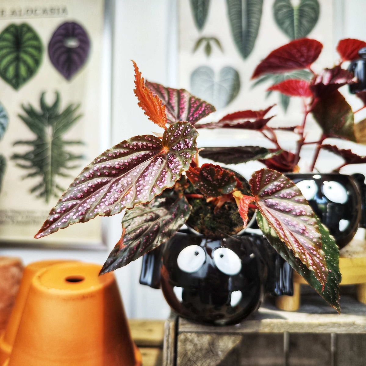 Begonia maculata wightii