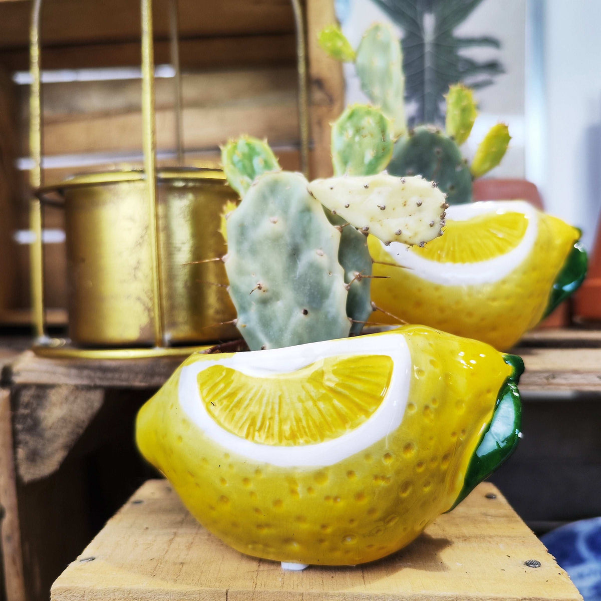 Opuntia Jamaica crazy white cactus