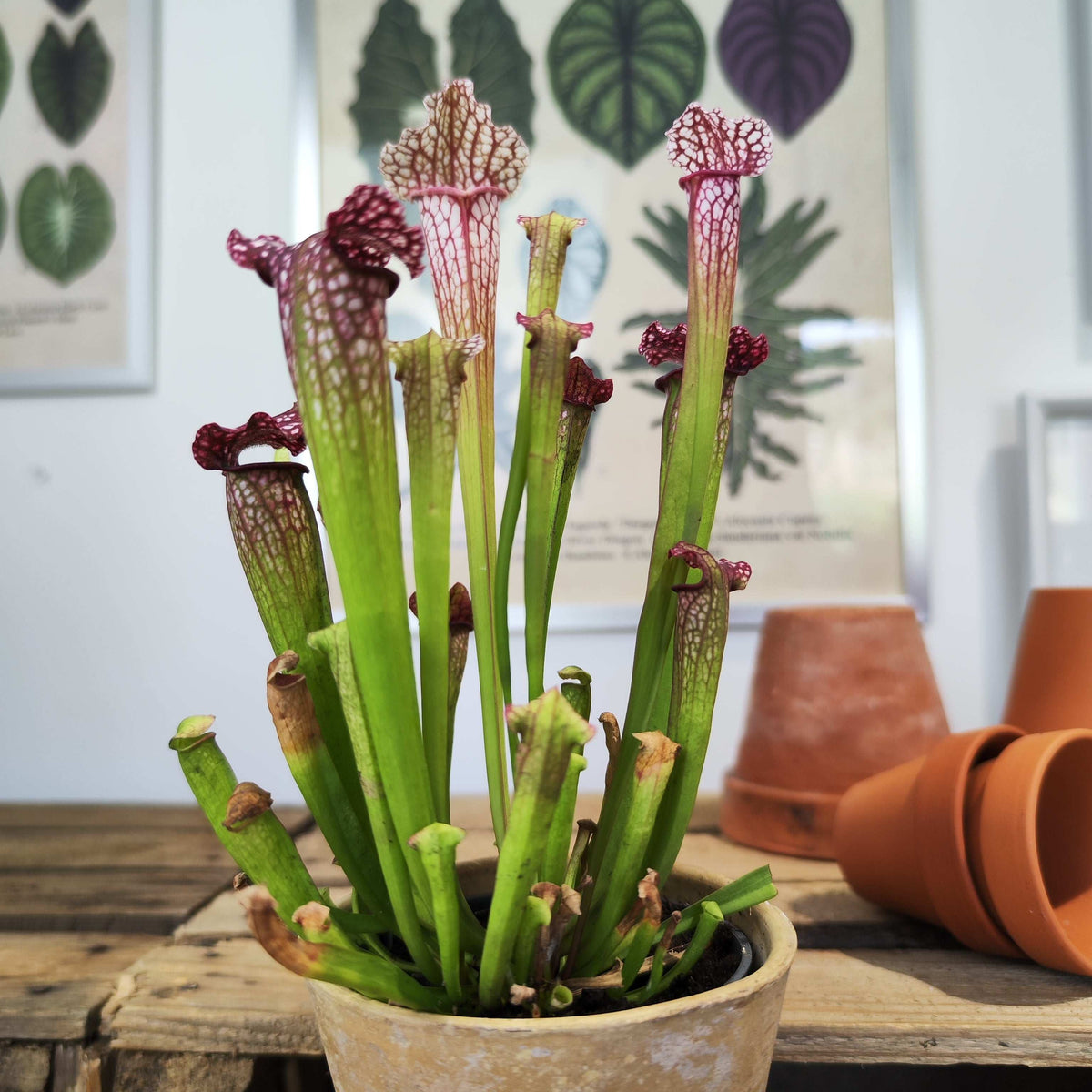 Sarracenia 'Juthatip Soper'