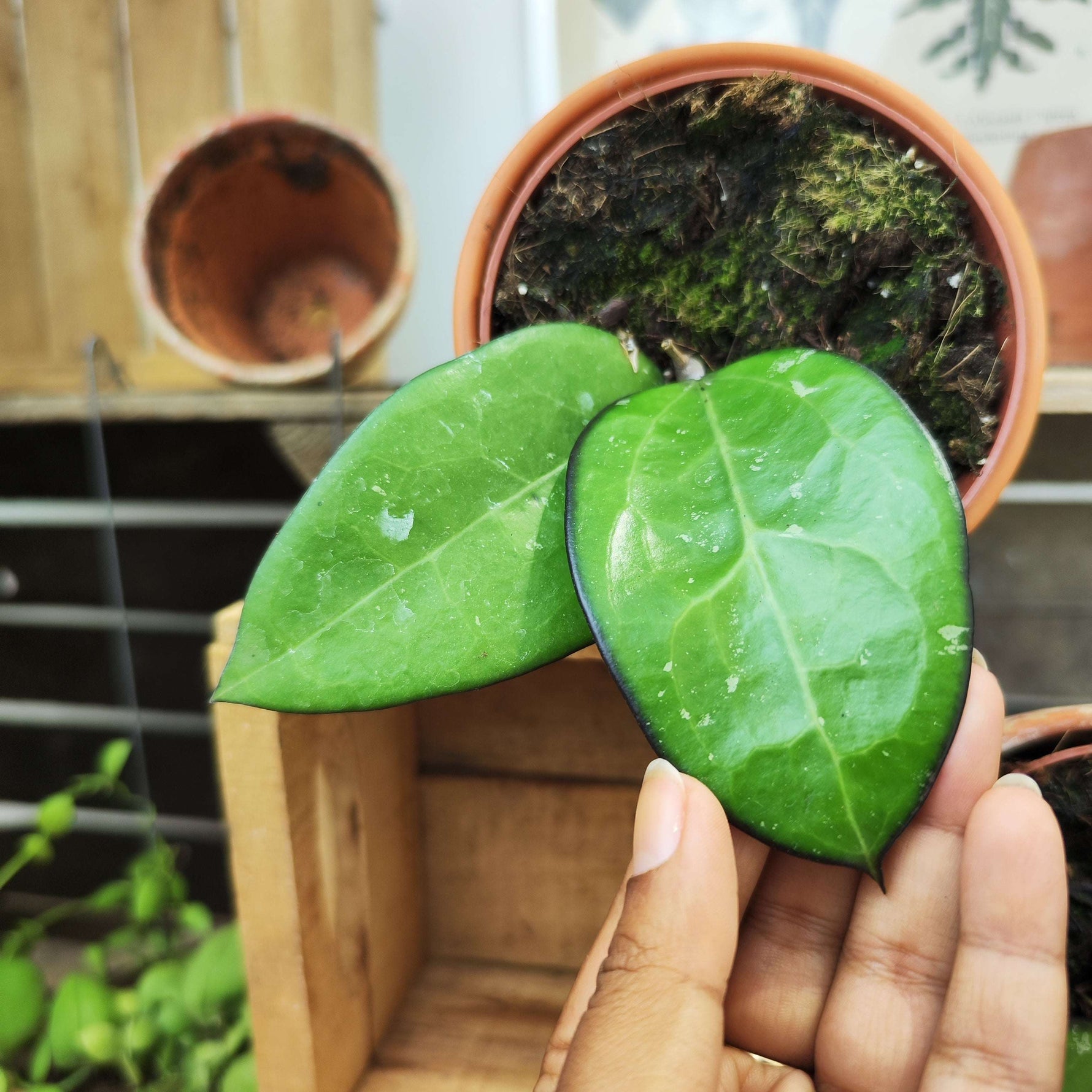 Hoya sp. Malang
