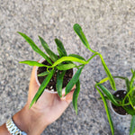Hoya Carnosa Longifolia