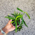 Hoya Carnosa Longifolia