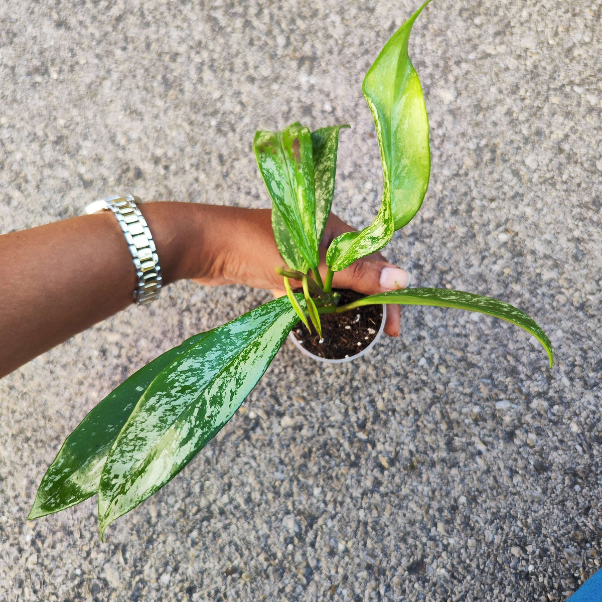 Hoya Carnosa Publicalyx 'Silver Spots' - monjungle