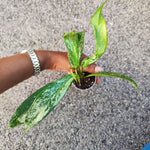 Hoya Carnosa Publicalyx 'Silver Spots' - monjungle