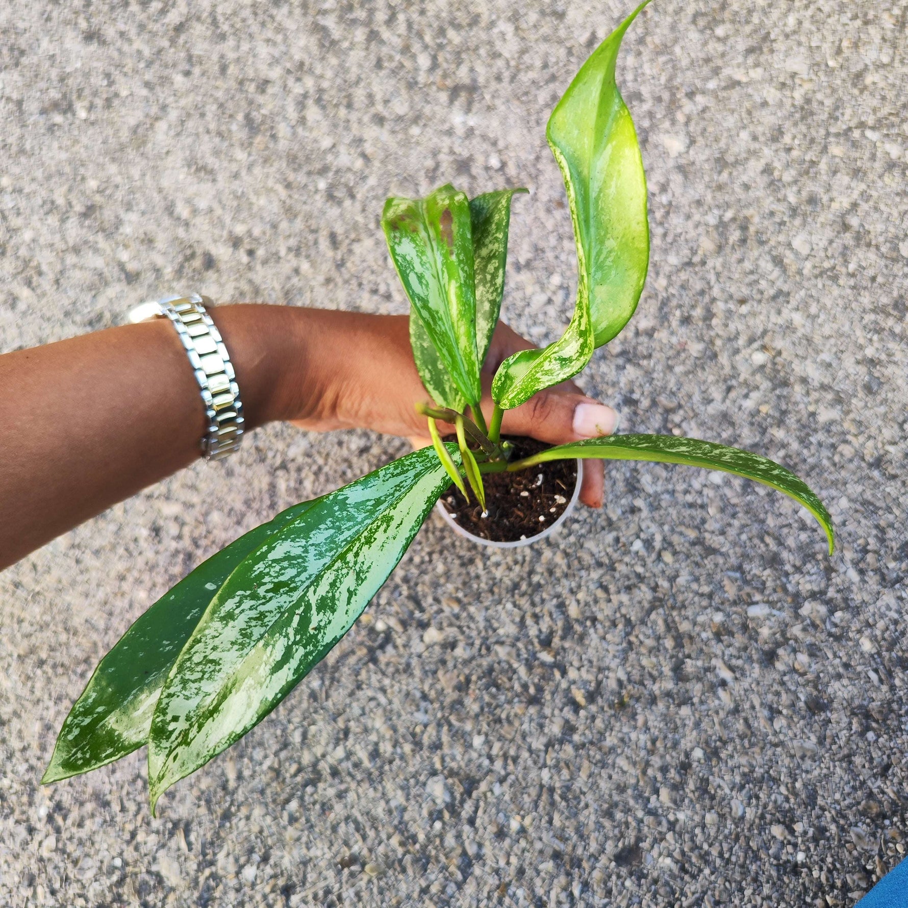Hoya Carnosa Publicalyx 'Silver Spots' - monjungle