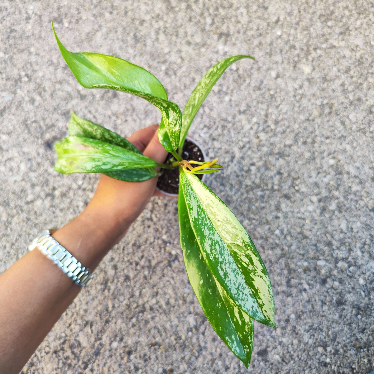 Hoya Carnosa Publicalyx 'Silver Spots' - monjungle
