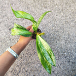Hoya Carnosa Publicalyx 'Silver Spots' - monjungle
