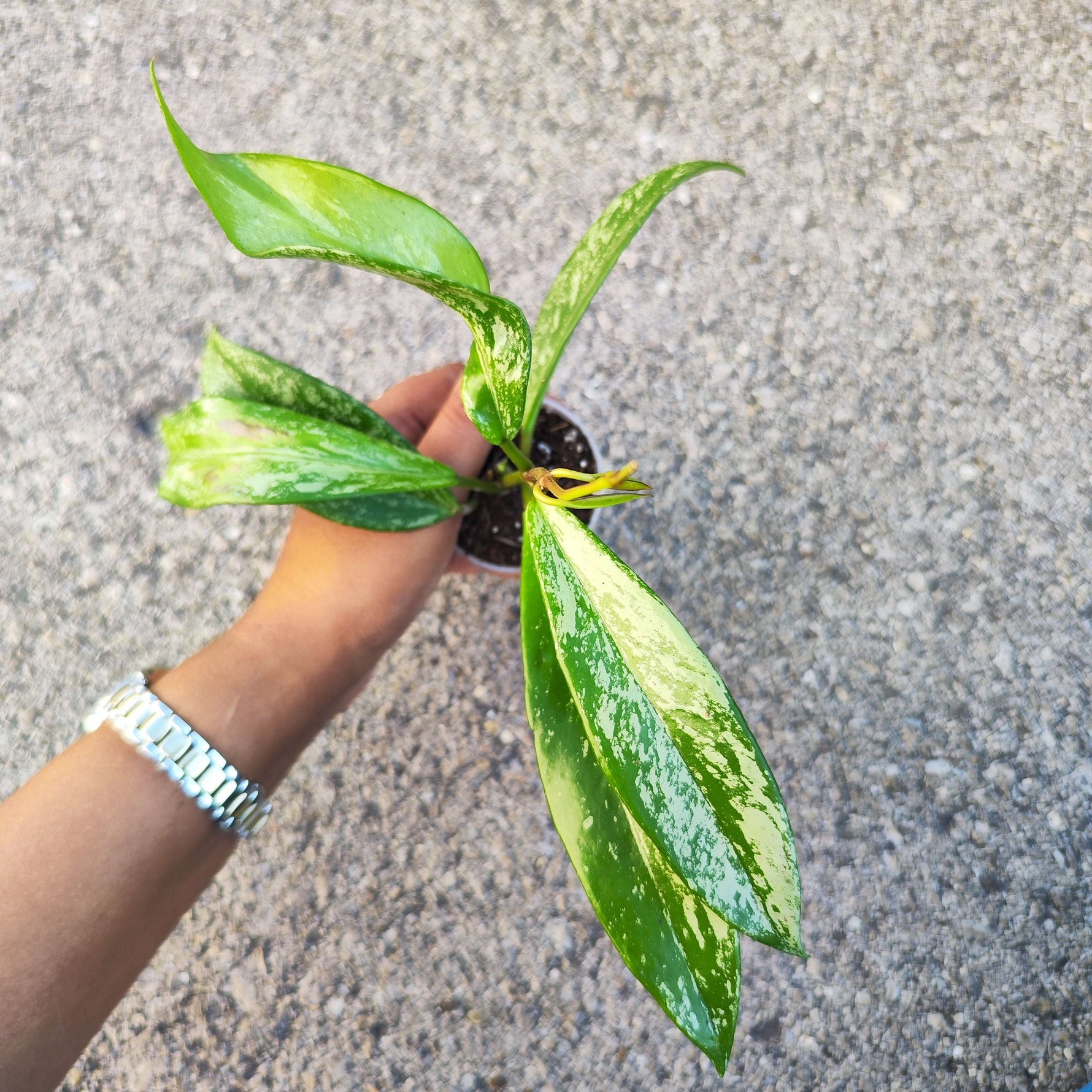 Hoya Carnosa Publicalyx 'Silver Spots' - monjungle
