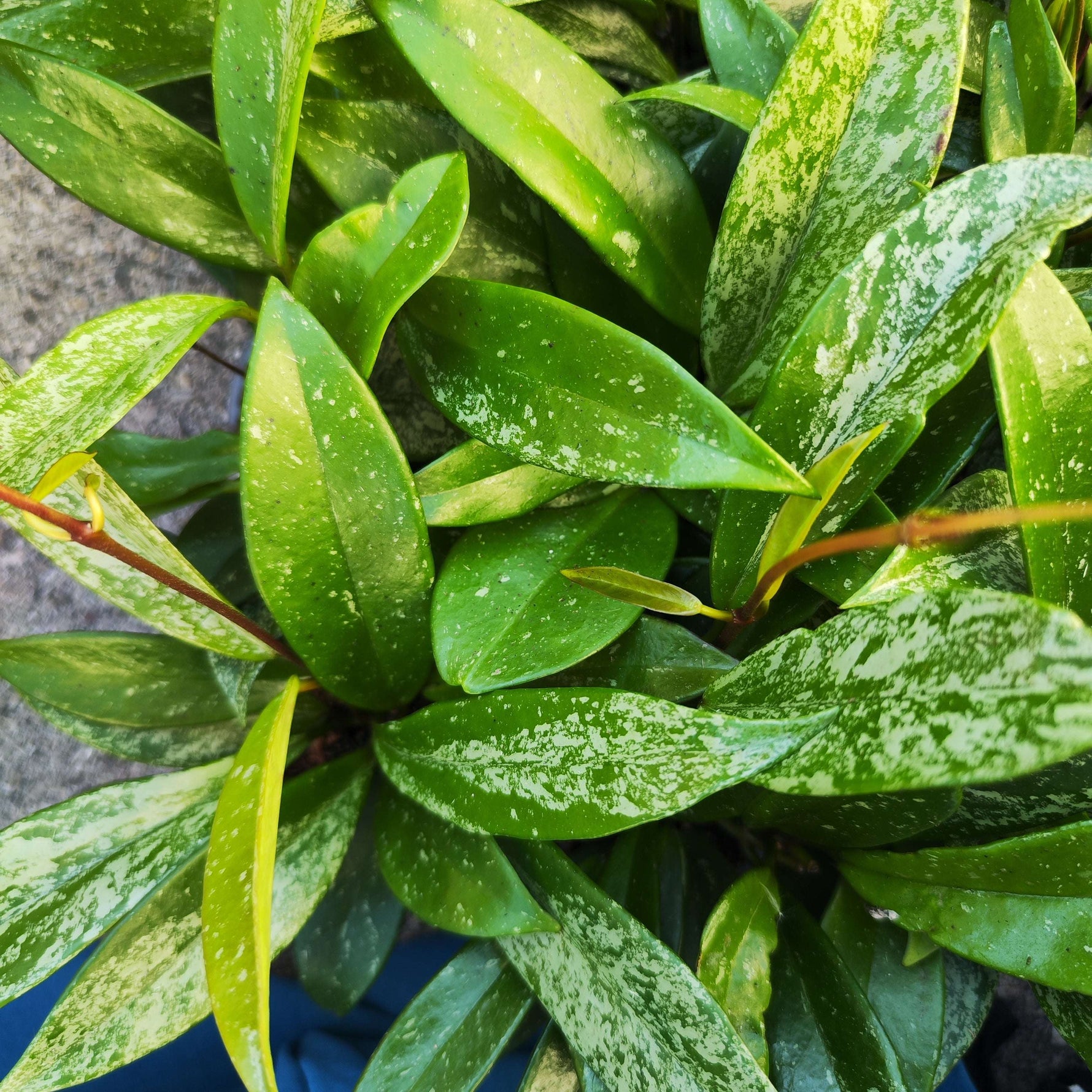 Hoya Carnosa Publicalyx 'Silver Spots' - monjungle