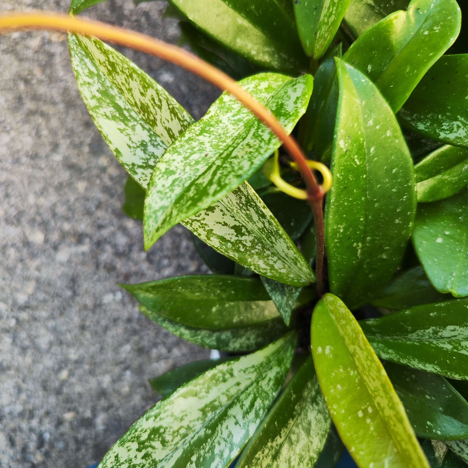 Hoya Carnosa Publicalyx 'Silver Spots' - monjungle