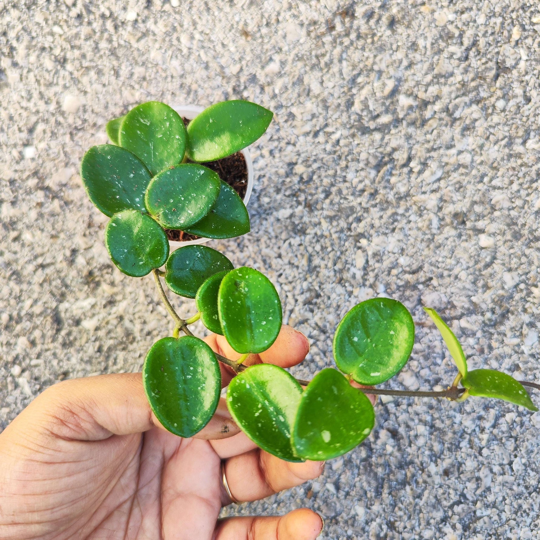 Hoya serpens - monjungle