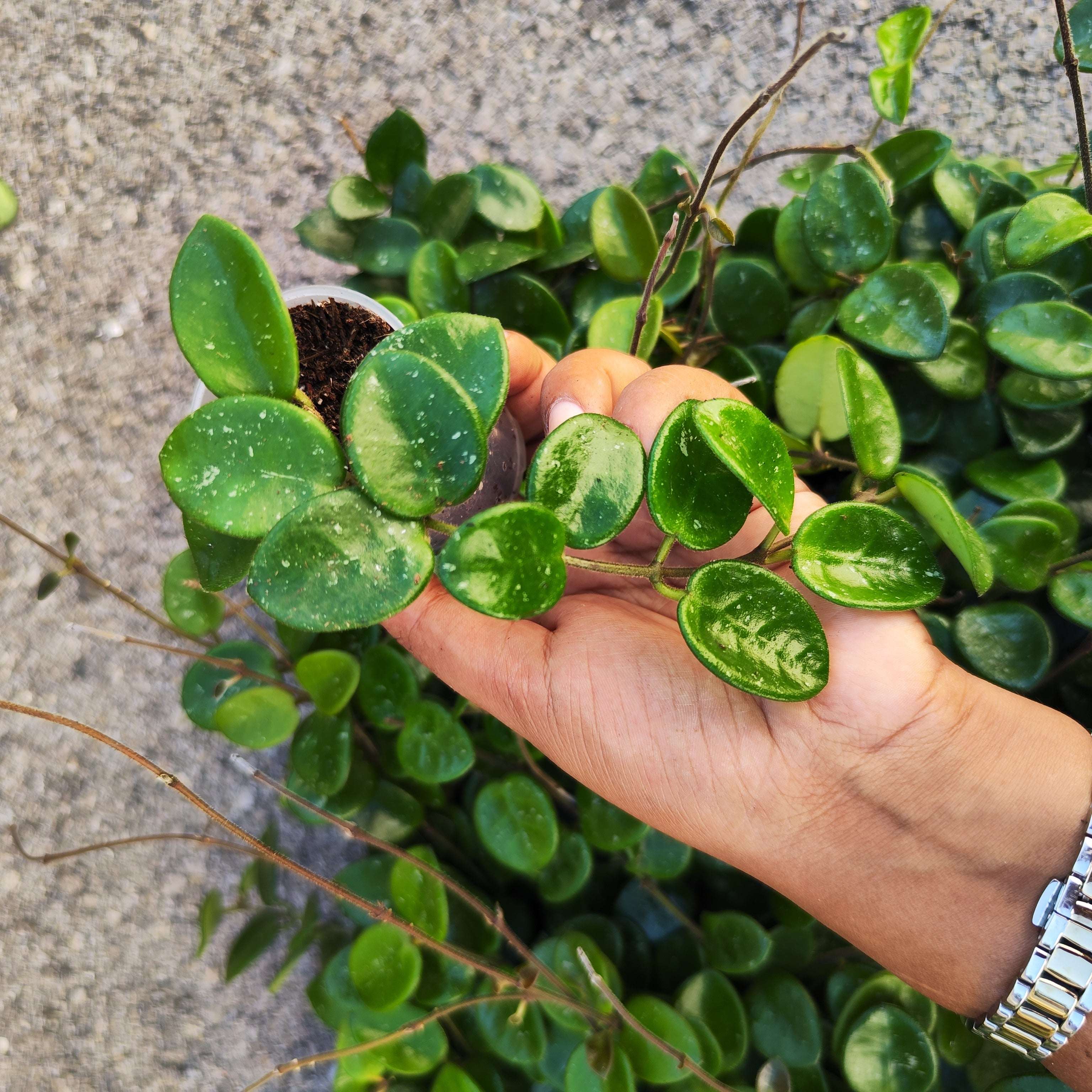 Hoya serpens – Monjungle