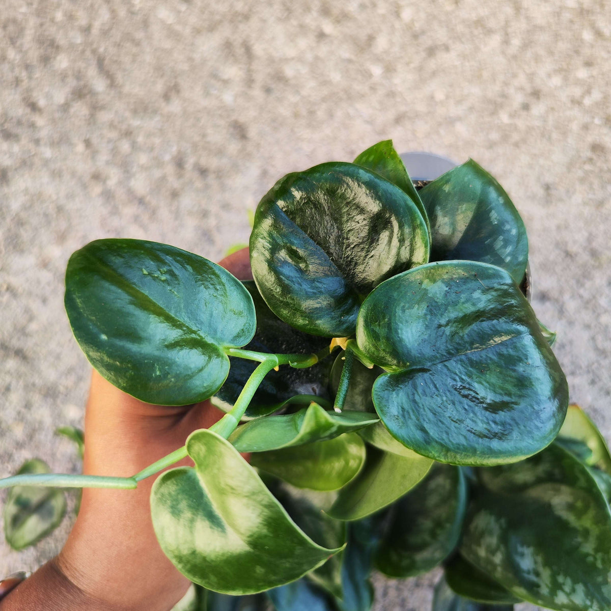 Scindapsus pictus 'Dark Form' - monjungle