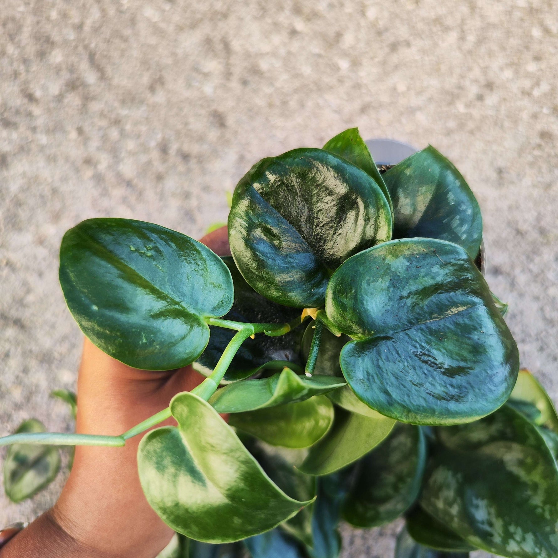 Scindapsus pictus 'Dark Form' - monjungle