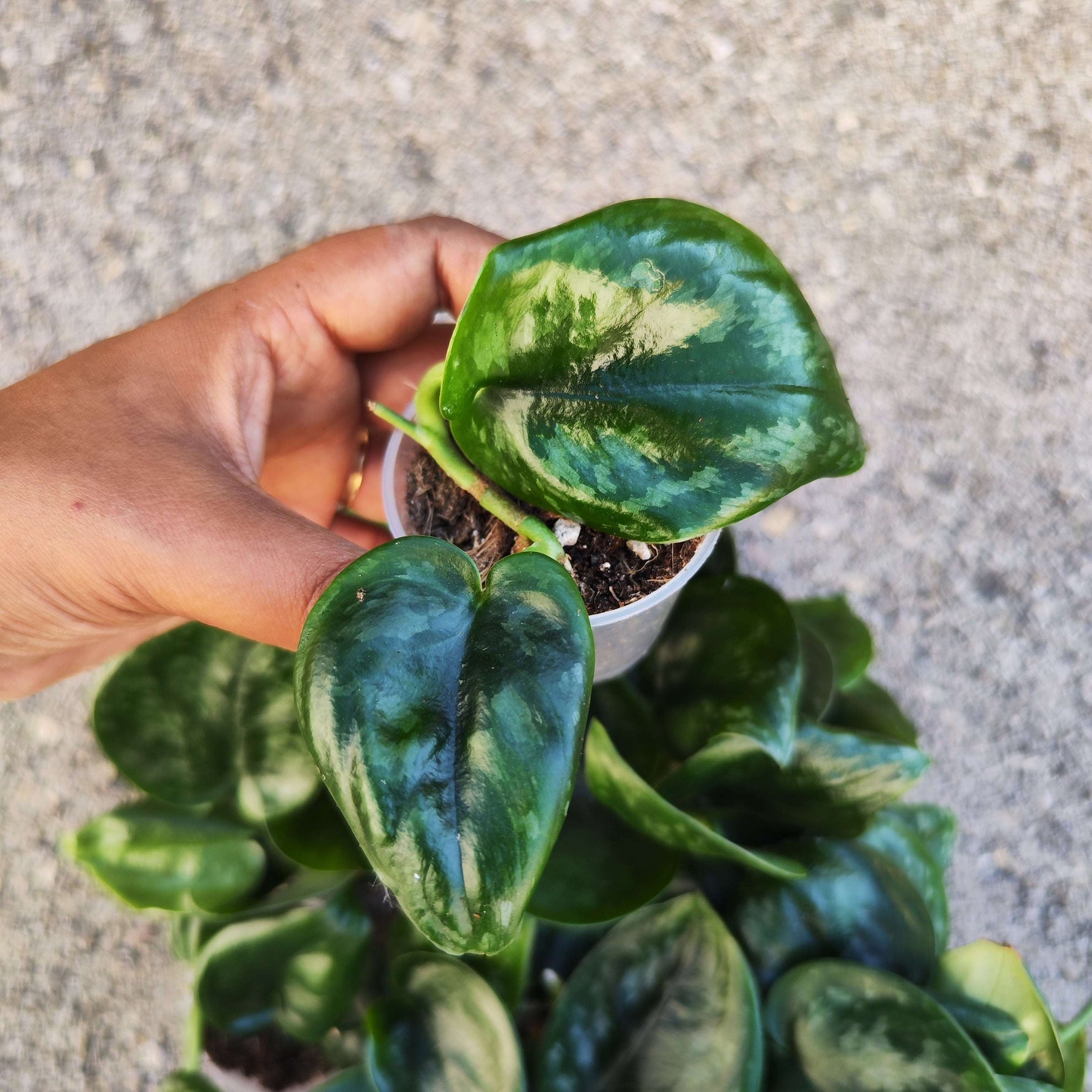 Scindapsus pictus 'Dark Form' - monjungle