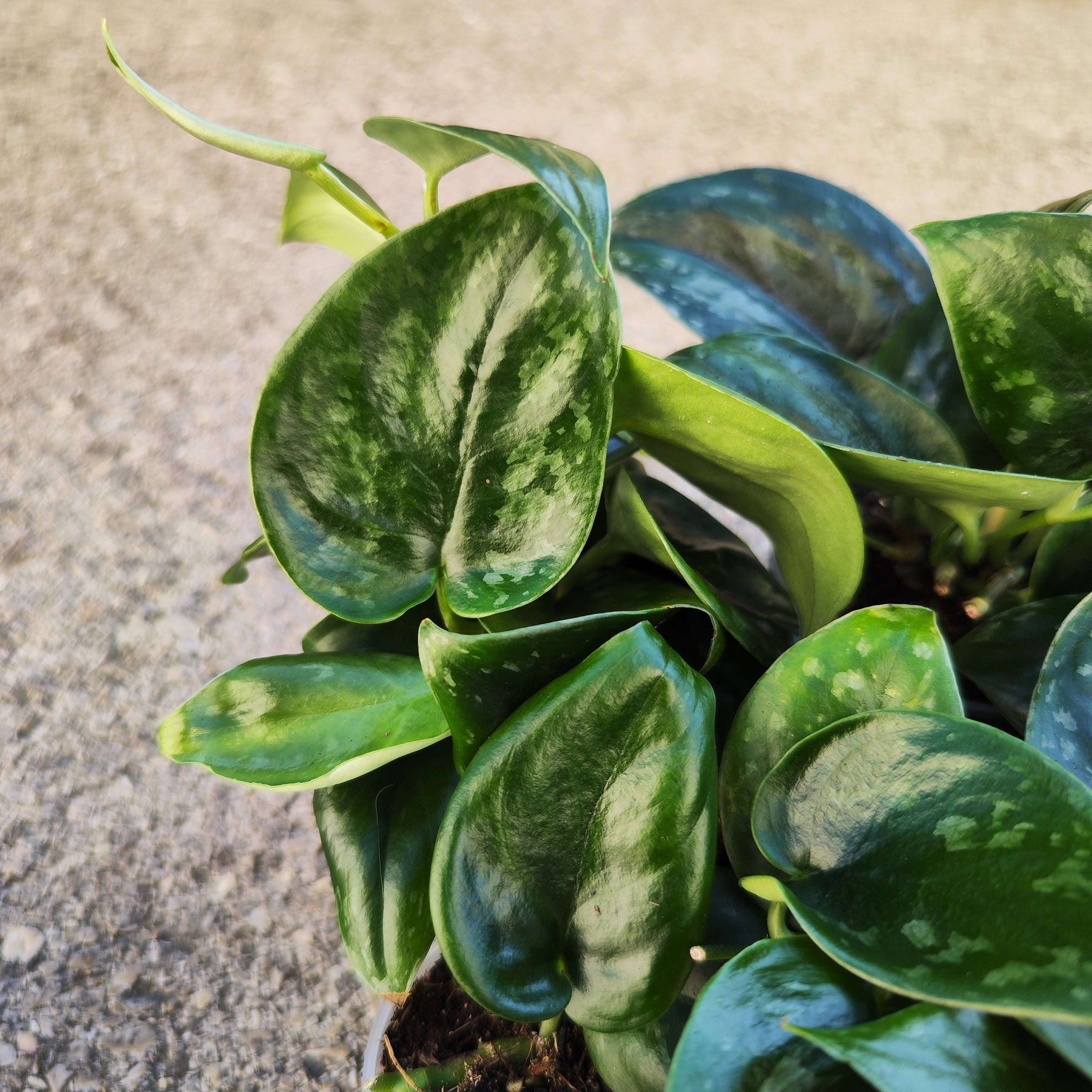 Scindapsus pictus 'Dark Form' - monjungle