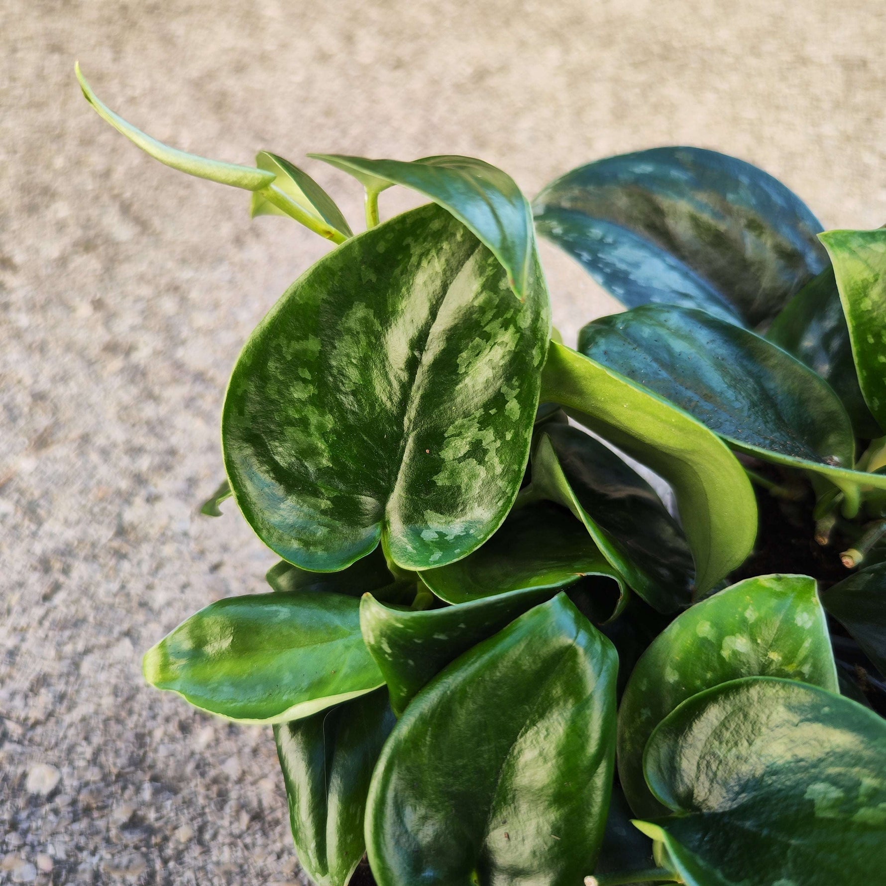 Scindapsus pictus 'Dark Form' - monjungle