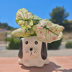 Caladium kelly