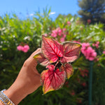 Caladium Lucia - monjungle
