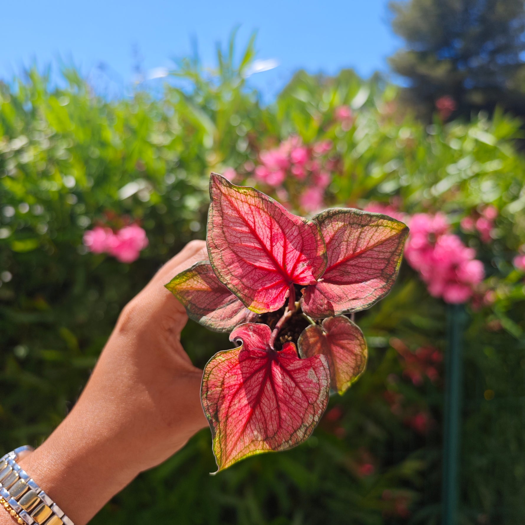 Caladium Lucia - monjungle