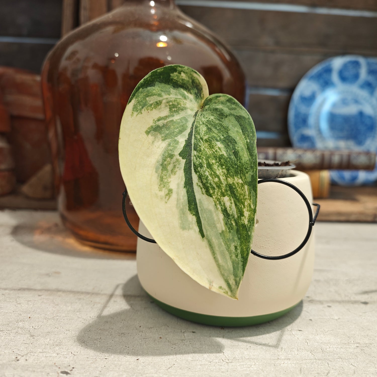 Scindapsus Jade Satin Variegated - monjungle
