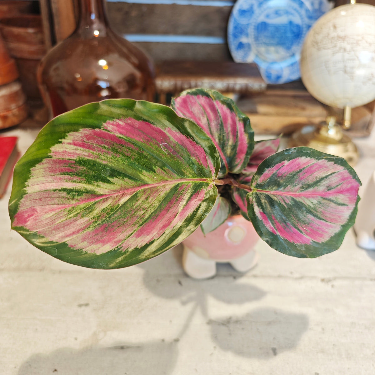 Calathea Mystery Red - monjungle