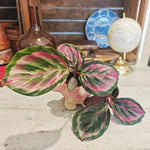 Calathea Mystery Red
