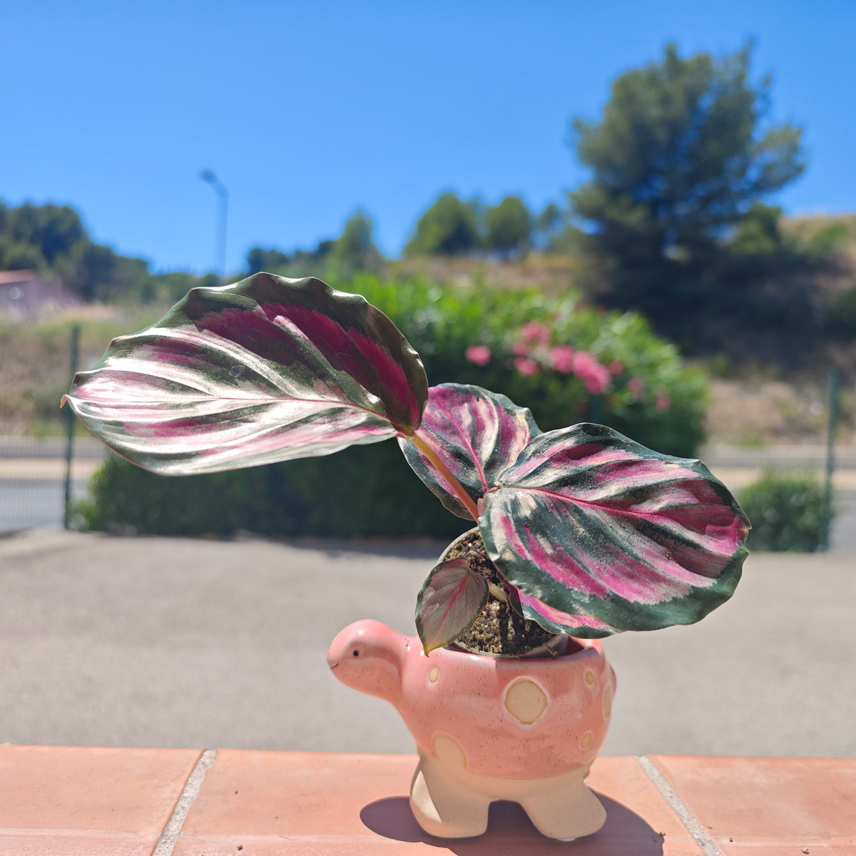 Calathea Mystery Red - monjungle