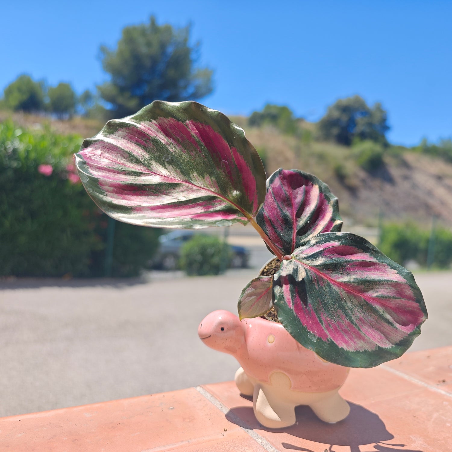 Calathea Mystery Red - monjungle