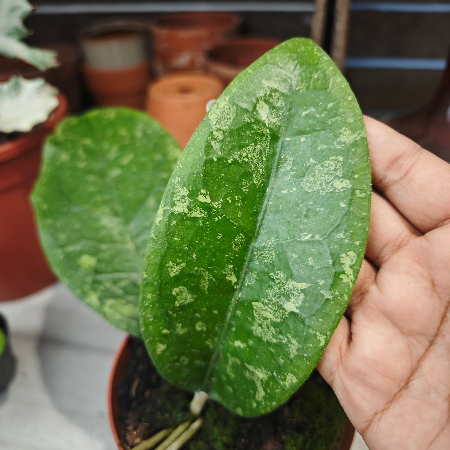 HOYA Aff Vitellina