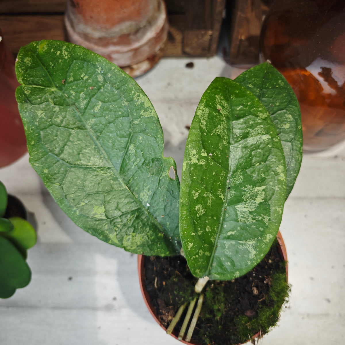 HOYA Aff Vitellina - monjungle
