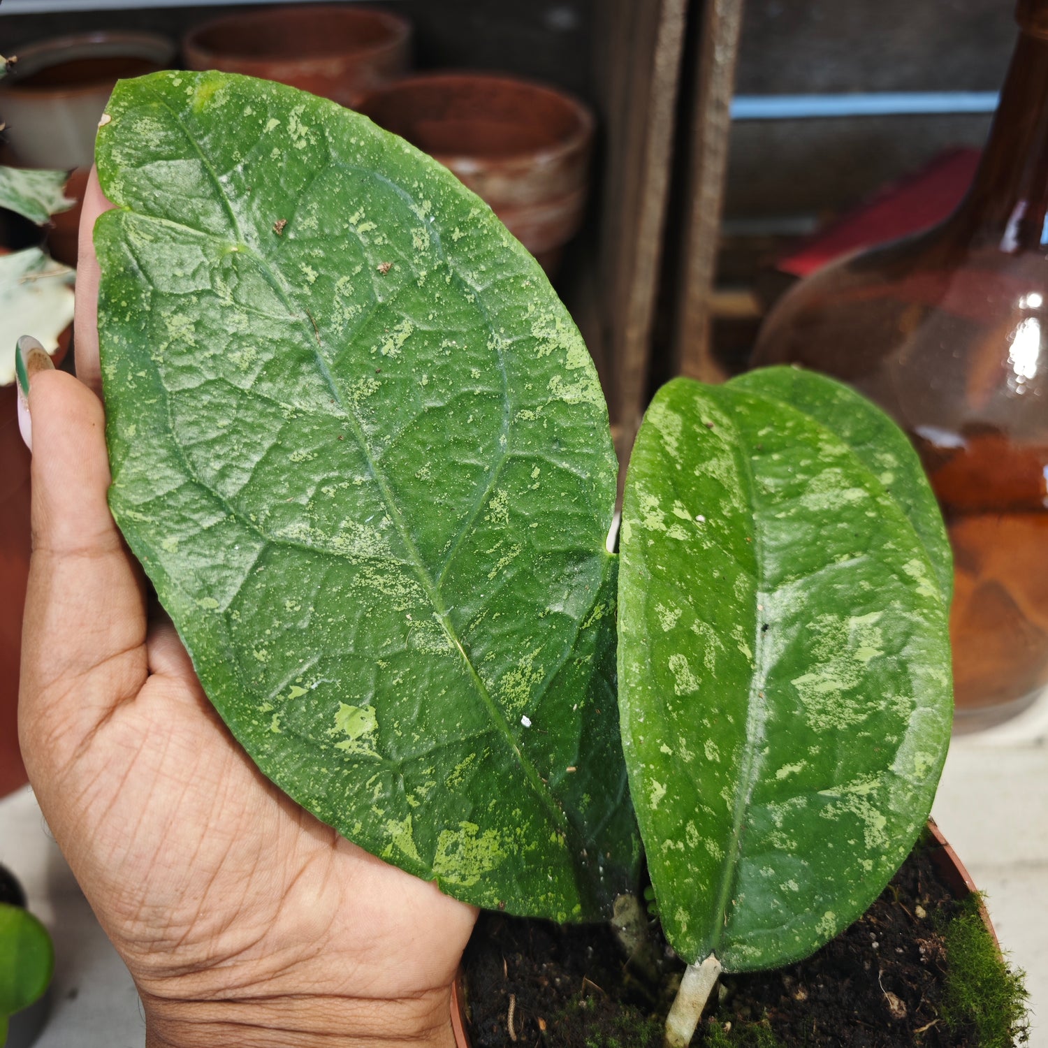 HOYA Aff Vitellina