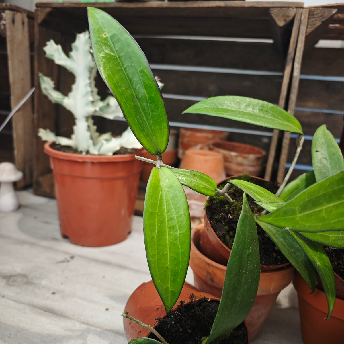 Hoya Cinnamomifolia – Liane tropicale - monjungle