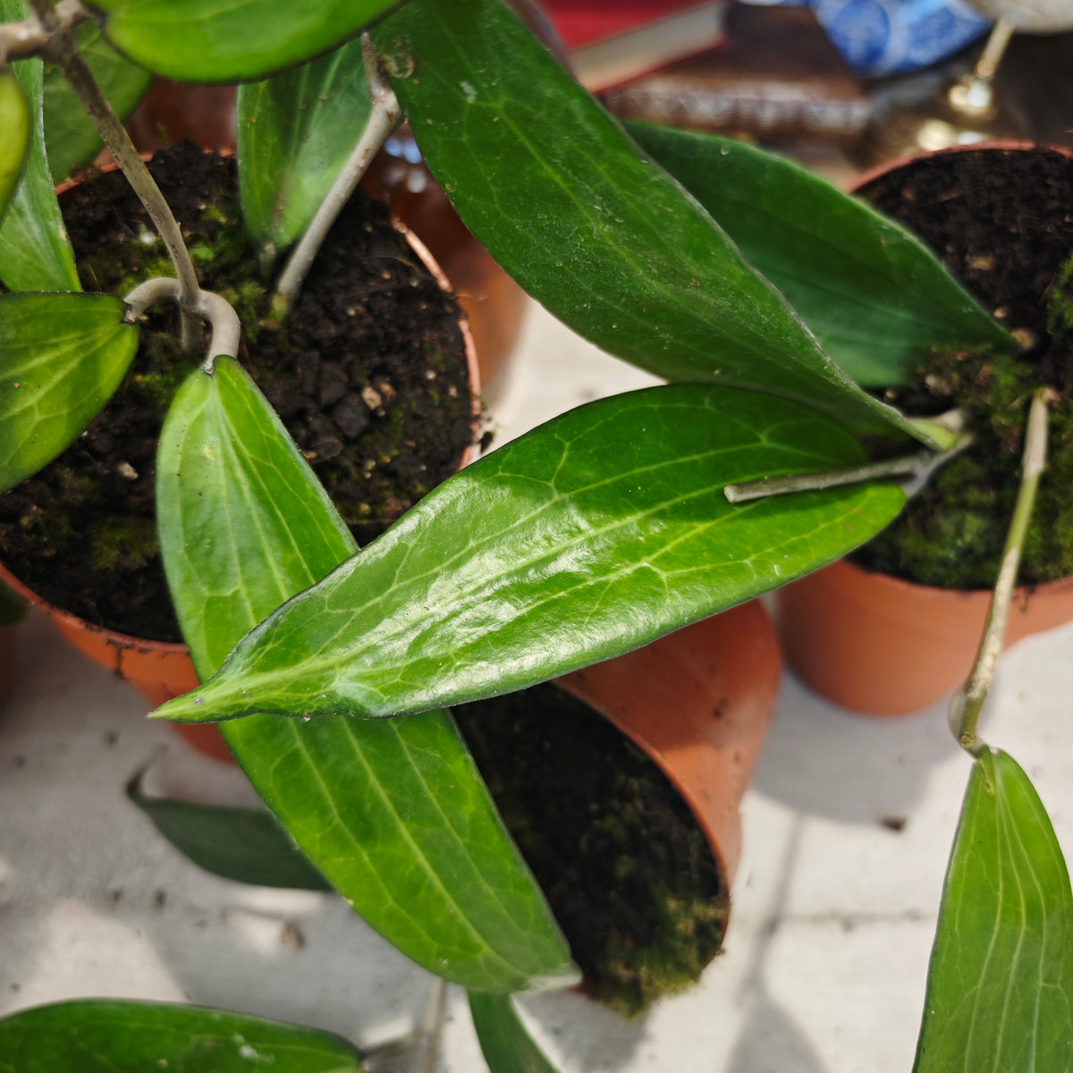 Hoya Cinnamomifolia – Liane tropicale - monjungle
